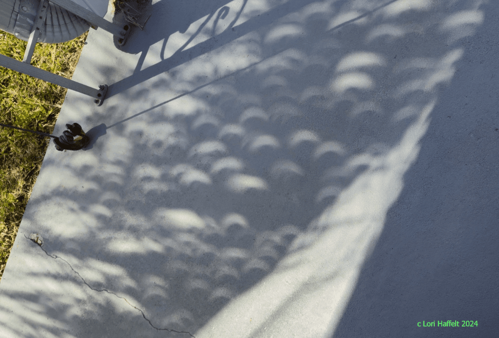 Astronomy Picture of The Day: Palm Tree Partial Eclipse